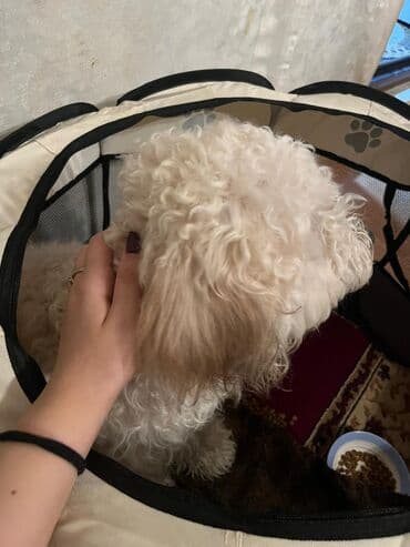 pudel itləri: Pudel, 8 ay, Erkek, Peyvəndli, Pulsuz çatdırılma — 3