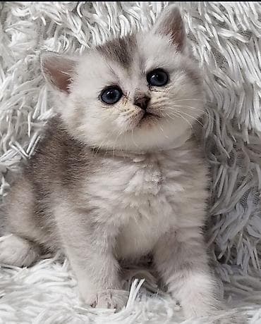 Птицы: Британская — 6