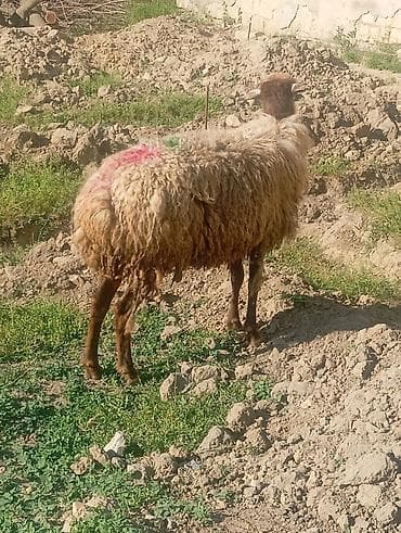 alabay iti satisi: Qoyun – yerli ətlik/yunlu tip - Cins: yerli qarışıq ətlik-yunlu qoyun — 4