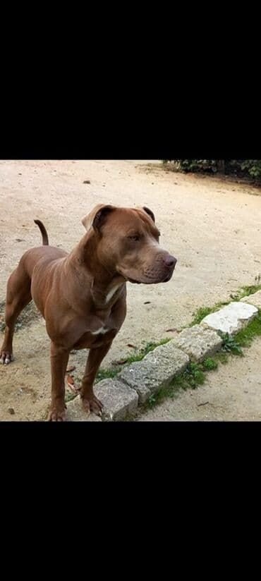 balaca itlerin satisi: Pitbul, 2 il, Erkek, Ünvandan götürmə — 1