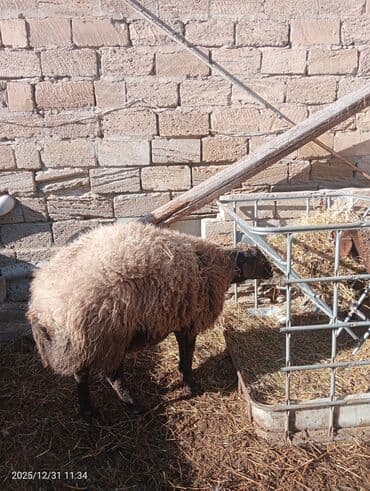 Hinduşka: Erkək, Qala, il: 2, 100 kq, Damazlıq, Ünvandan götürmə — 8