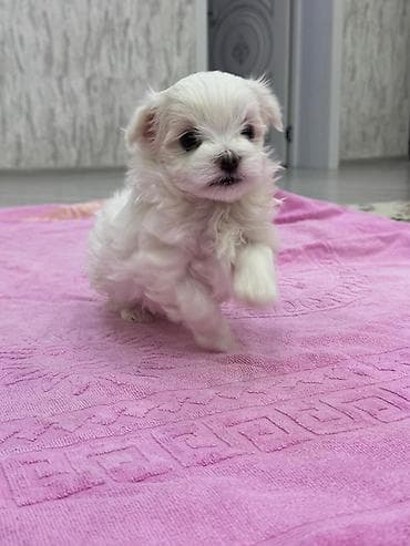 Digər heyvanlar: Malta bolonka — 6