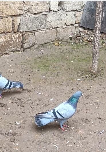 Heyvanlar üçün mallar: Hazir cut erkəy mayadi maya 18 tuk uzun hundur quwdu erkeyde temiz 12 — 5