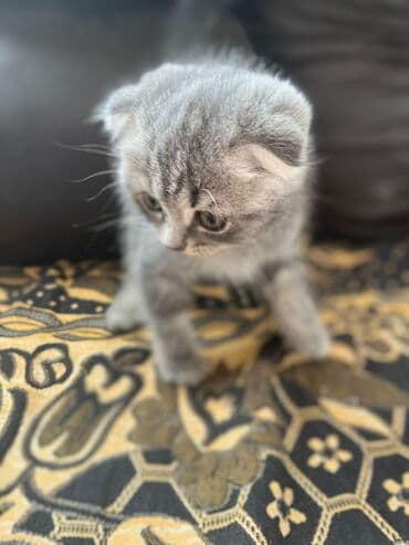 вислоухий сиамский кот: Шотландская — 1