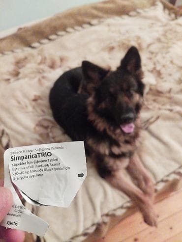 goyercin satisi: Alman çoban iti, 6 ay, Dişi, Peyvəndli, Ödənişli çatdırılma — 2