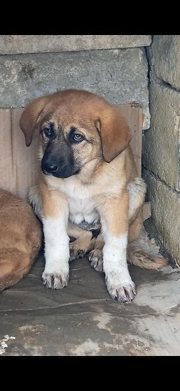 balaca ag itler: 2 ay, Dişi — 2