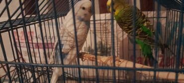 Yemlər: Məhsul: Dalğıç paraket cütü (muhabbet quşu) və qəfəs Təsvir: - — 1