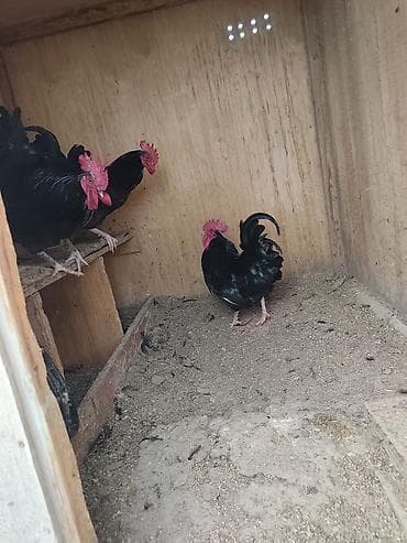 Atlar: Salam cin heyvanlardi atalari avstralop analari serebrist böyük — 4