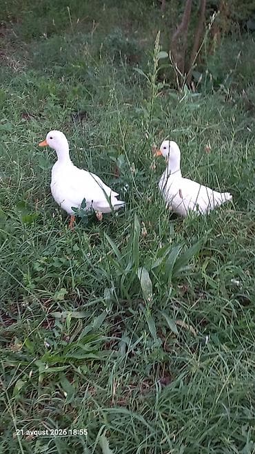zoo mağaza sumqayıt: Kalduk ördək cavan damazlıq cutu 80m Bart er yoxdu çatdırmaq olar — 4