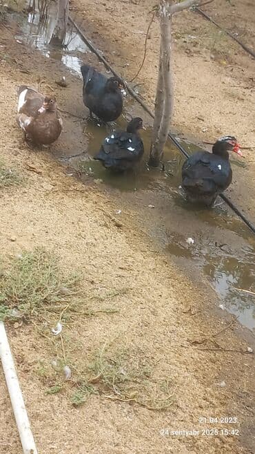 kayuqa ördək: Muscovy ördəkləri (indoutka) – müxtəlif rənglərdə - Növ: Muscovy — 3