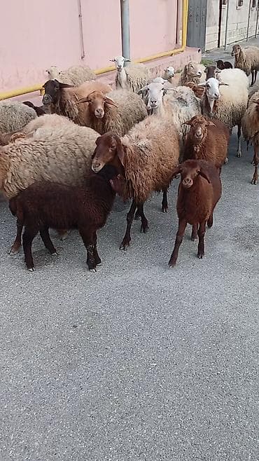 tap az qoyun quzu satisi: Salam. 16 ana bala 3 subay. kom sekilde satilir. etrafli z vuru — 6