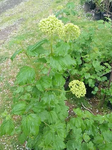 qar wekilleri: Məhsul: Viburnum opulus (Qar topu/“snejok”) kol tingləri – torf — 5