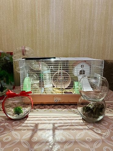 ordək bala: Xamyaq qəfəsin alana 4xamyaq+yumru akvaroum+daşı dekoru+3 danio balığl — 1