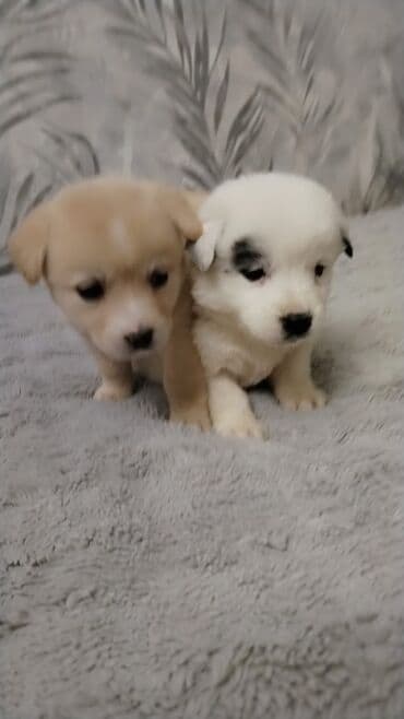 i̇t balası: Balaca it balaları – sevimli ev dostları - Cins: qarışıq (kiçik — 5