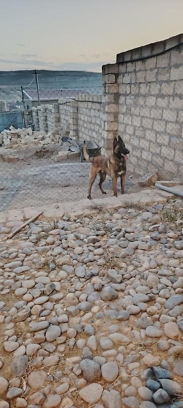 İtlər: Belçika avçarkası 9aylıq erkek peyvend olunub qurd dermanı verilib — 3