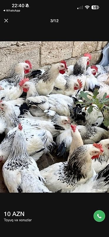 kənd colpasi: 5 Ay Yarımlıq Xoruzlar. 30 Ədəd 5 Ay 10 Günlük Fərələr. Fərələr — 3