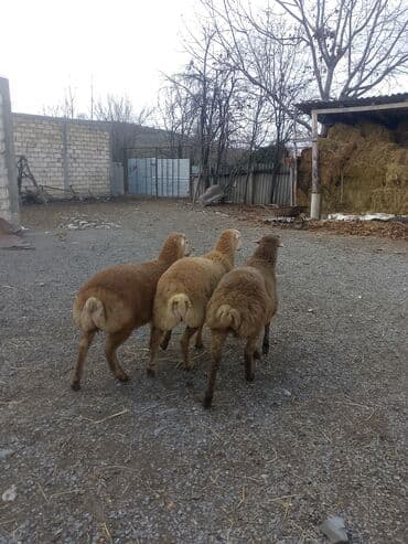 Информатика: Ягненок, Самец, месяцев: 4, 14 кг, Для мяса, Самовывоз — 7
