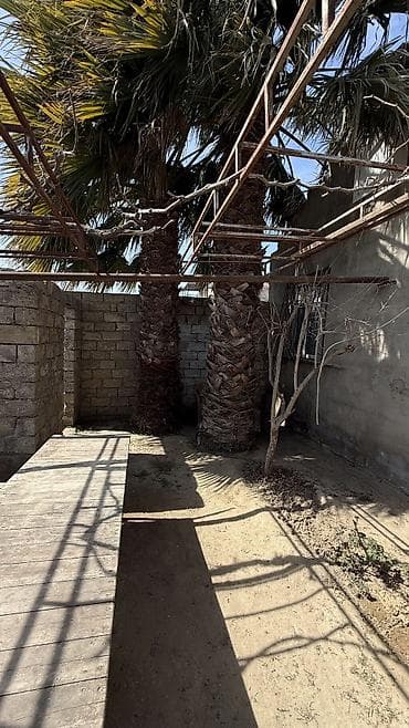 palma satisi: Satılır: həyət üçün iri dekorativ palma ağacları (2 ədəd) - Növ — 3