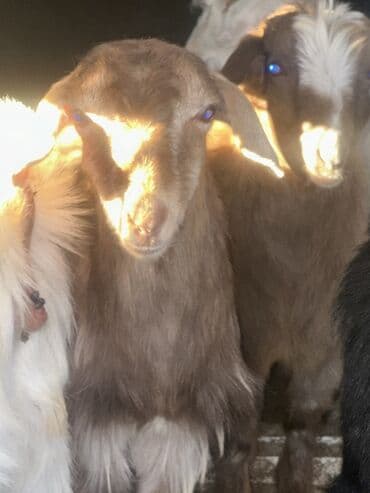 ucuz keci: Goranboy ✅ Ərəb sortu və yerli sort keçilər satılır. Yerlər daraldığı — 6