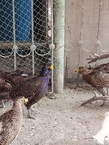 et baltasi: Qirqivul Alemi Təsvir: - Növ: Halqalı boyunlu/ov fazanı (erkək və — 5