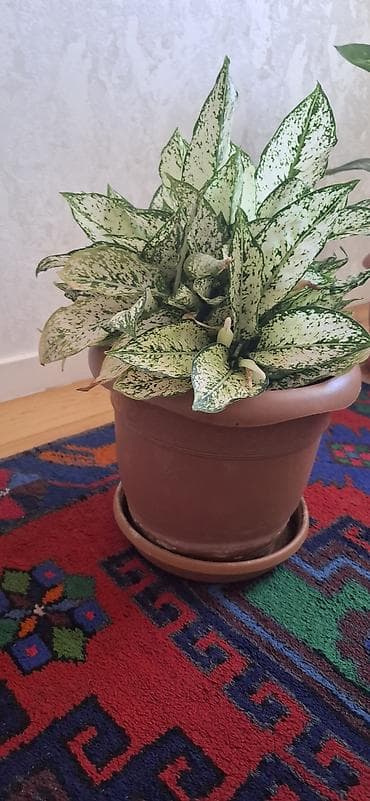 Ağ-yaşıl xallı yarpaqları ilə dekorativ otaq bitkisi – Aglaonema