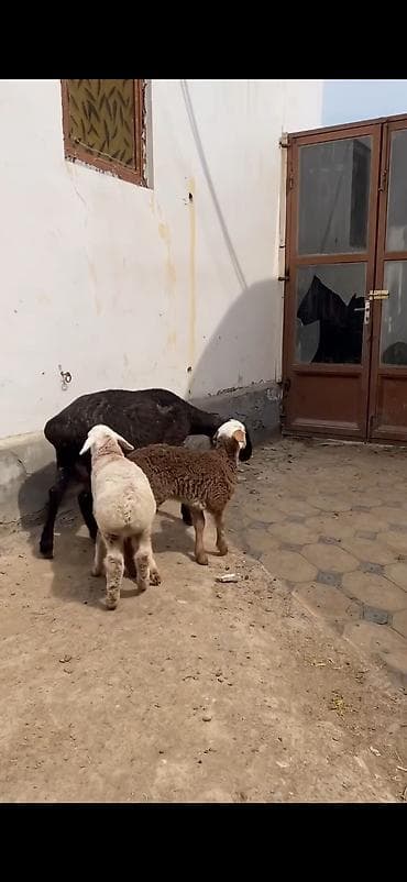 balaca boyumeyen itler: Qoyun və quzular – ana qoyunla 2 quzu dəsti - Növ: yerli ət‑yunun — 10