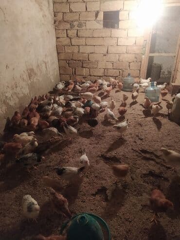 Gəmiricilər: Toyuq cücələri, Ətlik — 3