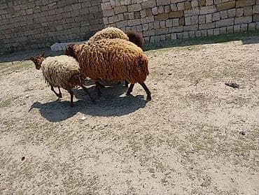 qara ag quyruq: Erkək, Qala, il: 1, Damazlıq, Ünvandan götürmə — 8