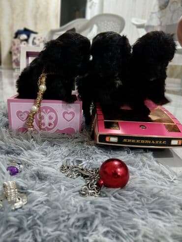 itlər pudel: Pudel, 2 ay, Dişi, Sənədli, Pulsuz çatdırılma — 5