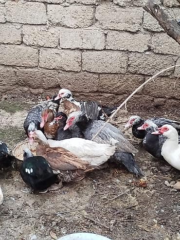 Toyuqlar: Yerli disilər 20 manat karicnivi goylər 25 manat goy ərkeylər 35 manat — 3