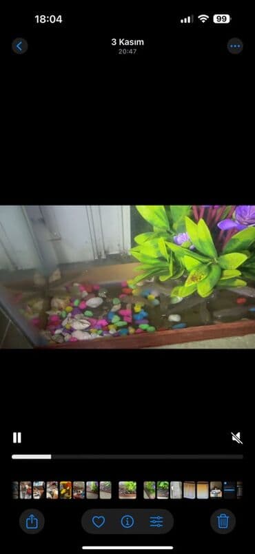 qoyun satılır: Kütüm balıqlar yerim valaca oldugu üçün satoram 18-17 edəddir təcili — 10