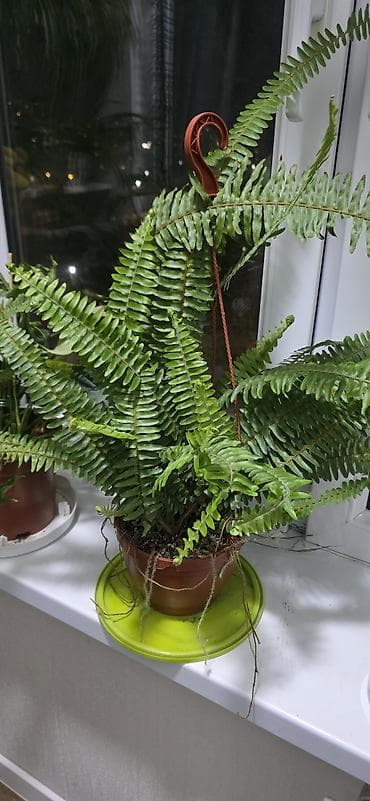 begonvil gulu: Ev gulleri satiram.Unvan kohne gunesli.Catdirilma metro — 3