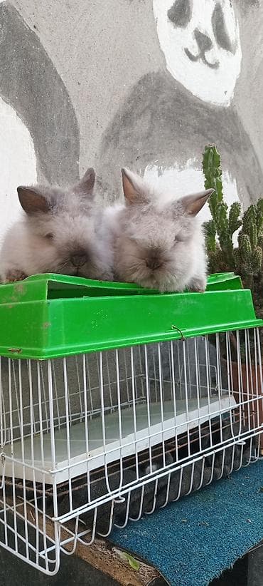 Птицы: Akor bala. cűtű. 25. m — 5