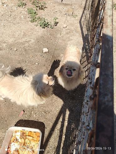 heyvan: Pekines, 1 il, Erkek, Peyvəndli, Ünvandan götürmə, Ödənişli çatdırılma — 4