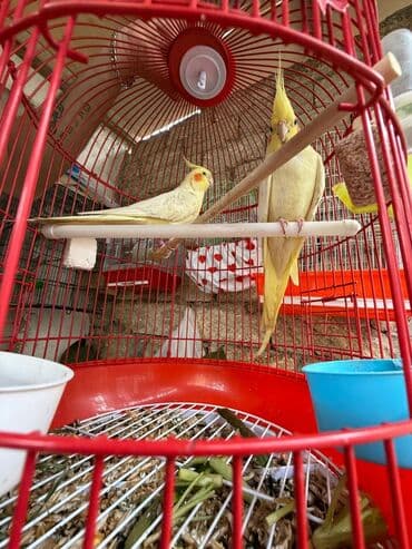 Korella danişan quşlar karella 8 ədəddi perlovka 4 dene ağlar 4 ədəd lalafo.az -da Korella danişan quşlar karella 8 ədəddi perlovka 4 dene ağlar 4 ədəd