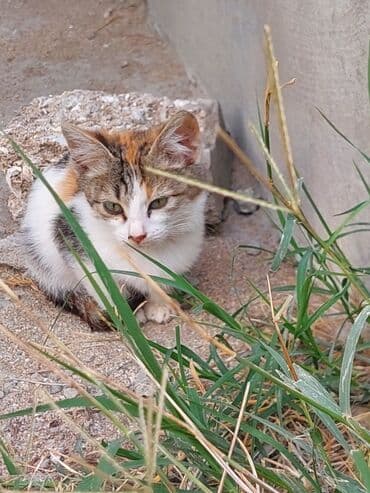 отдам кошку в хорошие руки: В добрые руки — 6