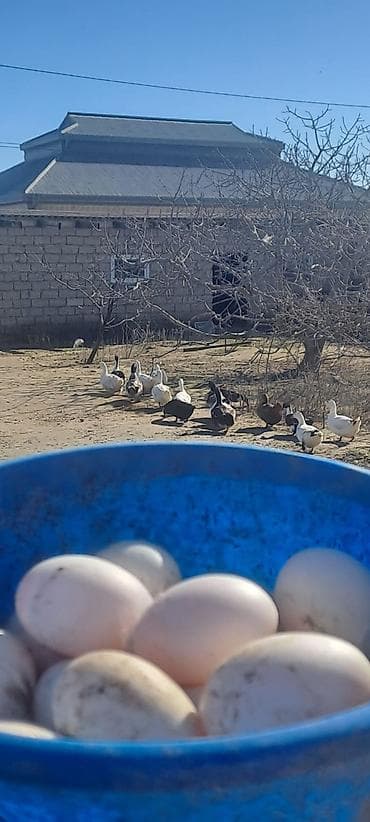 tap az quşlar: Ördək yumurtası biri 50 qepik teze mayalı yumurtalardı — 6