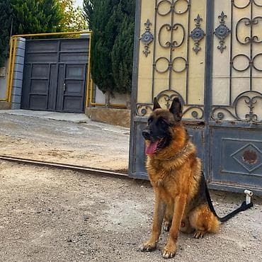 qara avçarka: Alman çoban iti, 3 il, Erkek, Cütləşmə üçün — 4