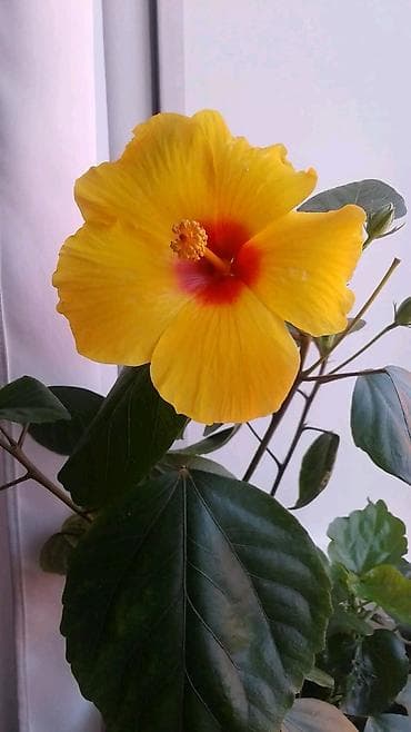 lancar bitkisi: Məhsul: Hibiskus (Çin qızılgülü) – narıncı/sarı rəngli, qırmızı — 3