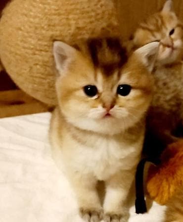 pulsuz pişik: Qızıl şinşilla, Erkək, Dişi — 1