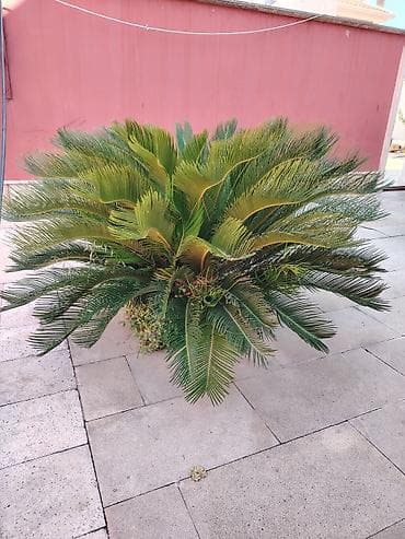 nokia yarpaq: Bitki: Cycas revoluta (Saqo xurması, Sago Palm) - Növ: Həmişəyaşıl — 2