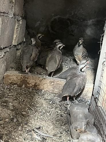 Məhsul: Dağ kəklikləri yumurtasi ve cucesi lalafo.az -da Məhsul: Dağ kəklikləri yumurtasi ve cucesi