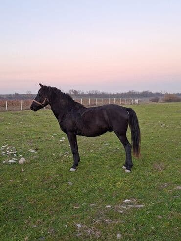 cücə və xoruz təmsil: Erkək, il: 6, Ünvandan götürmə — 4