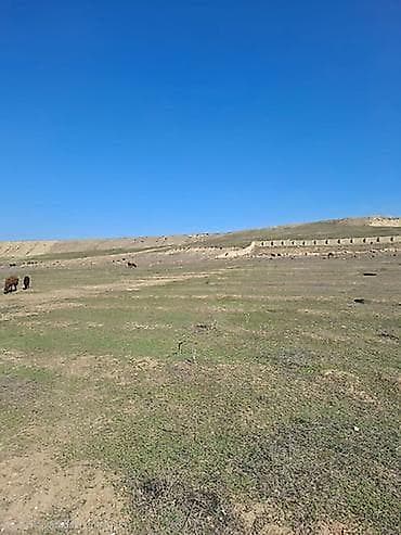 saray torpag: 6 sot, Maklerlər narahat etməsin, Kupça (Çıxarış) — 1