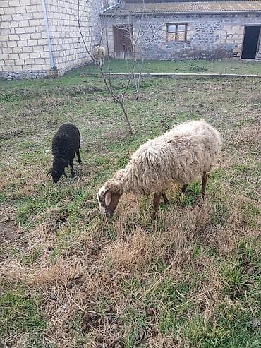 Çox təciLi satıLır Satışda: Qoyun və quzu - Növ: yerli qoyun - Say