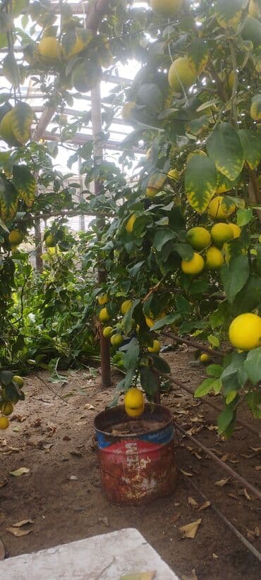 Tinglər: Məhsul: limon ağacları çox məhsuldar və dadli Təsvir: - İstiqararlı — 3