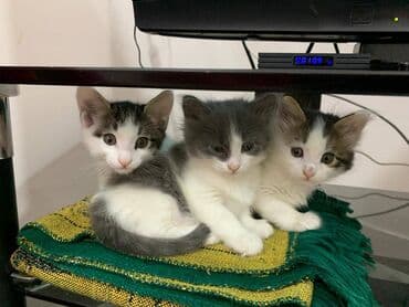 İtlər: Pulsuz çatdırılma — 2