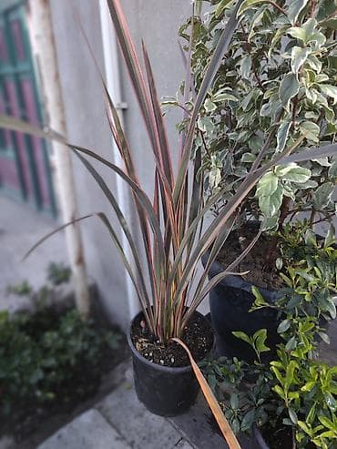 Bitkilər. Qabda bəzək kolları və dekorativ iynəyarpaq bitkiler