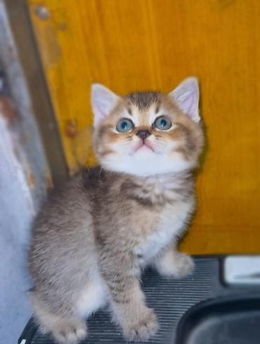 sirin pisik sekilleri: Qızıl şinşilla — 5
