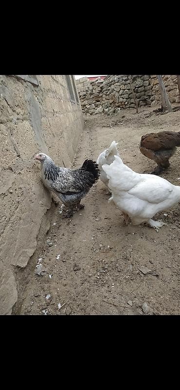 Toyuq, Brama, Ətlik